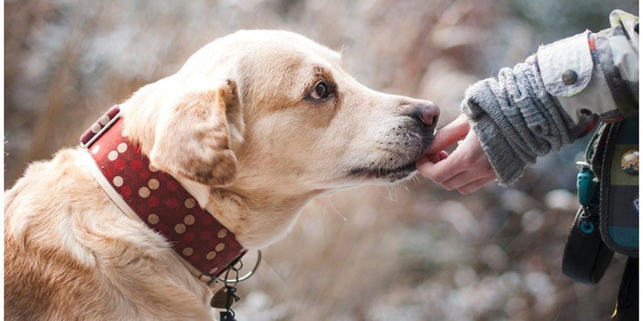 Insting Seekor Anjing Yang Di Kenal Sebagai Sahabat Manusia