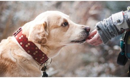Insting Seekor Anjing Yang Di Kenal Sebagai Sahabat Manusia