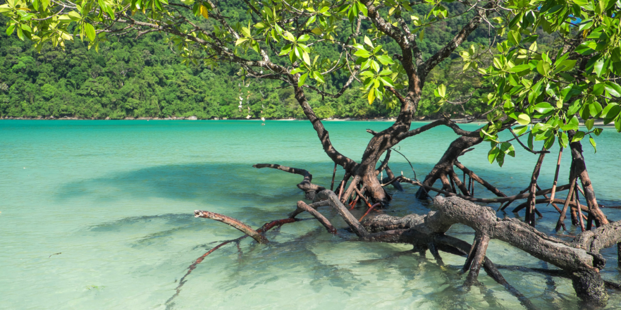 Pelestarian Hutan Bakau Menjaga Keseimbangan Lingkungan