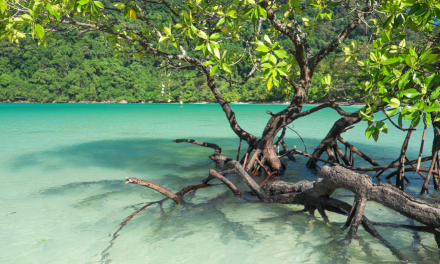 Pelestarian Hutan Bakau Menjaga Keseimbangan Lingkungan