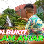 Fakta Menarik Dehakim Aviary Kawasan Konservasi Dan Edukasi