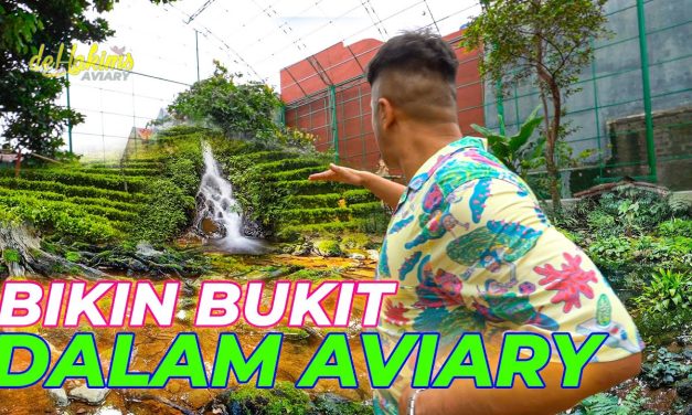 Fakta Menarik Dehakim Aviary Kawasan Konservasi Dan Edukasi